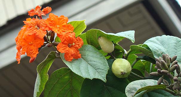 AJ`VmL Cordia sebestena