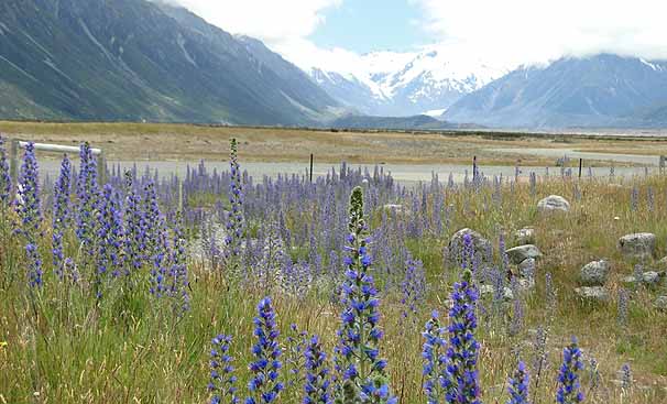 Mt. Cooks̃VxiKTL@Echium vulgare