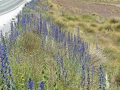 シベナガムラサキ Echium vulgare