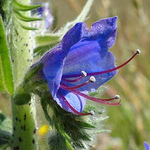 シベナガムラサキ Echium vulgare