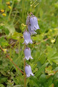 Campanula barbata@̉ԏ