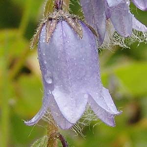 Campanula barbata@̉ԁGЂ