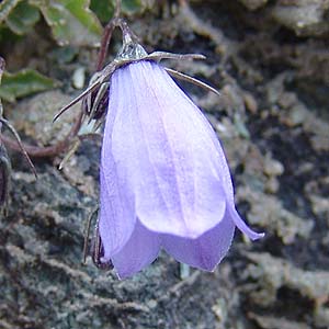 Campanula cochlearifoliả