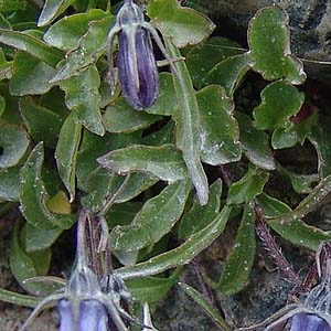 Campanula cochlearifolia̍ot