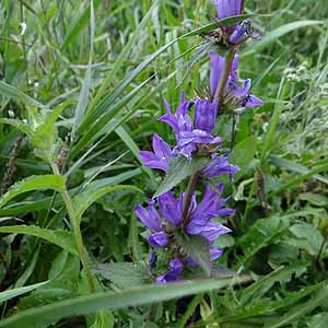 Campanula glomerata