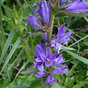 Campanula glomerata