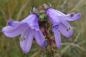 Campanula glomerata