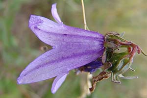 Campanula glomerata