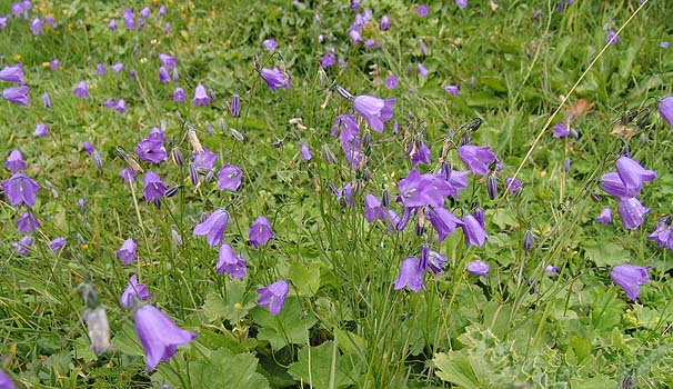 Campanula scheuchzeriGXCX@C2200m@