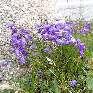 Aɍ炭@Campanula scheuchzeri@