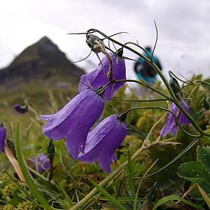 Campanula scheuchzeri@