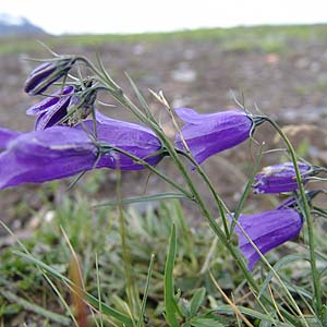 Campanula scheuchzeri@