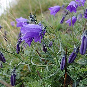 Campanula scheuchzeri@