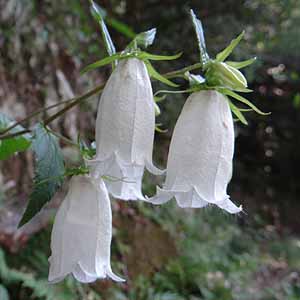 z^uN@Campanula punctata