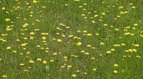 u^i Hypochaeris radicata ifR@6/20j