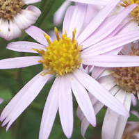 mRMN@Aster microcephalus var. ovatus