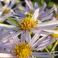 IIEKMN@Aster yomena var. angustifolius