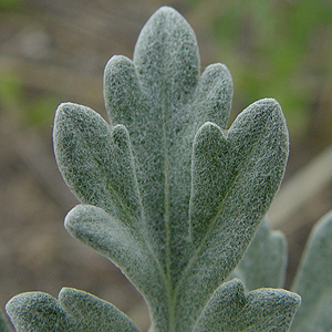 VM : Artemisia stelleriana