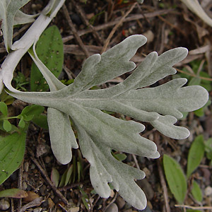 VM : Artemisia stelleriana