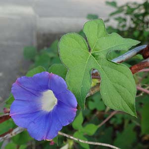 AJATKI Ipomoea hederacea 