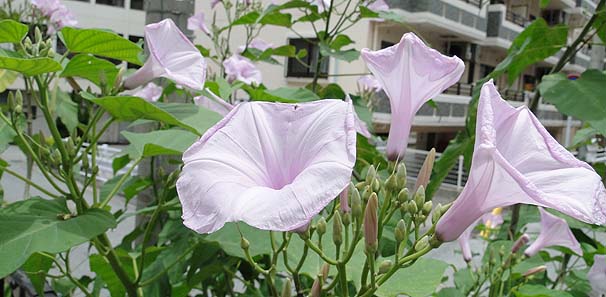 L_`ATKI@Ipomoea carnea ssp. fistulosa