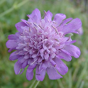 Knautia dispsacifolia@̉