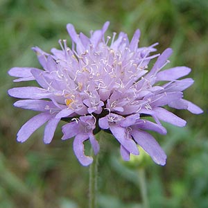 Knautia dispsacifolia@̉