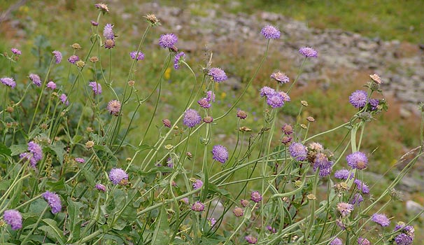 Knautia dispsacifolia@̌QiXCXA2100t߁j