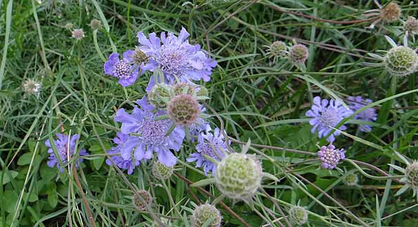 Scabiosa comosa