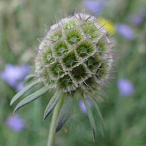 Scabiosa comosa