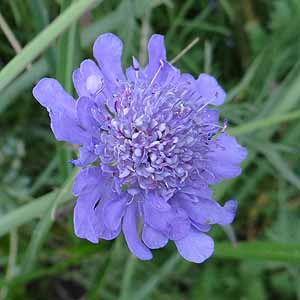 Scabiosa comosảԂ̓}cV\Eɂ