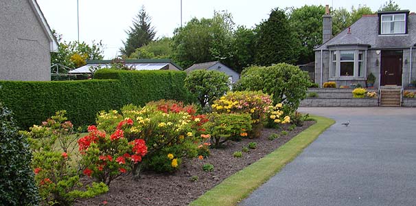 tAUAEnCubh@Rhododendron hybrid