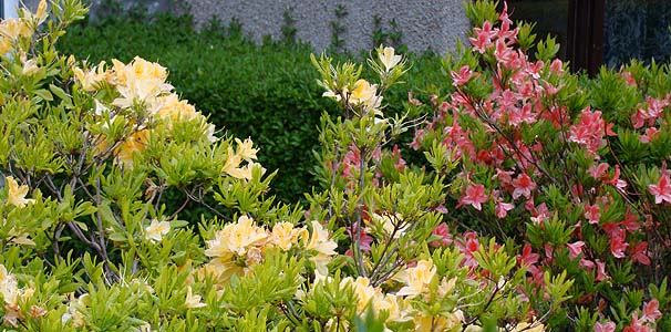 tAUAEnCubh@Rhododendron hybrid