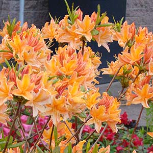 tAUAEnCubh@Rhododendron hybrid