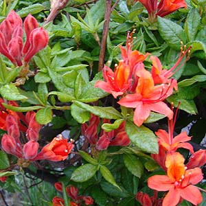 tAUAEnCubh@Rhododendron hybrid