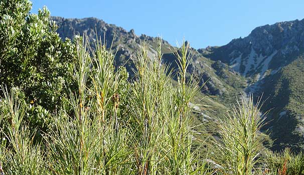 O[uEOXc[@Dracophyllum longifolium