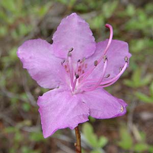 QJCccW@Rhododendron mucronulatum var. ciliatum