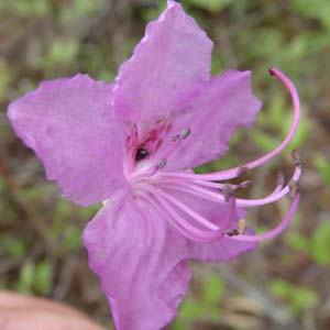 QJCccW@Rhododendron mucronulatum var. ciliatum