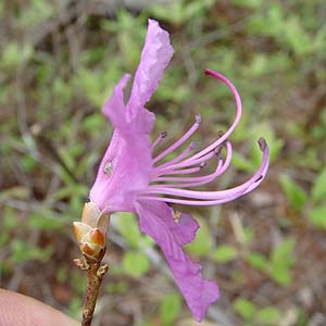 QJCccW@Rhododendron mucronulatum var. ciliatum