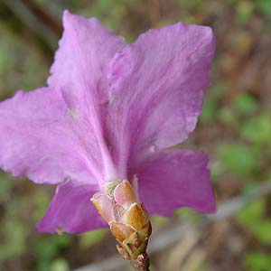 QJCccW@Rhododendron mucronulatum var. ciliatum