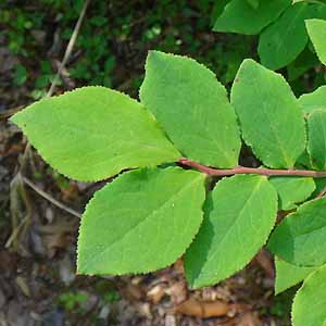 JTCXmL@Vaccinium smallii var. versicolor