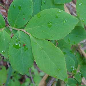 JTCXmL@Vaccinium smallii var. versicolor