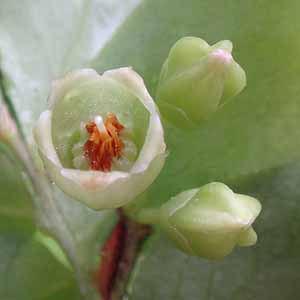 JTCXmL@Vaccinium smallii var. versicolor@̉