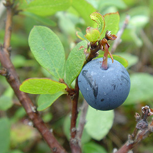 N}mL : Vaccinium uliginosum