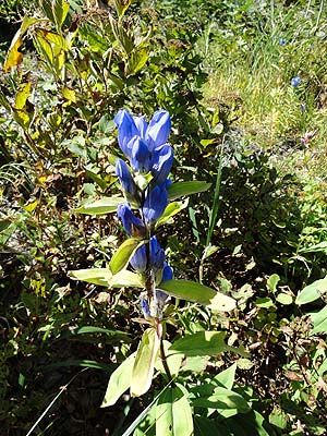 G]hE@Gentiana triflora var. japonica