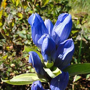 G]hE@Gentiana triflora var. japonica