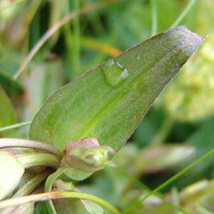 Gentiana camestris̗t