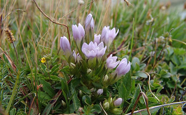 Gentiana ramosaiXCXAC2200t߁j