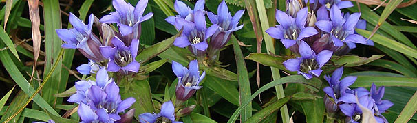 hE@Gentiana scabra var. buergeri