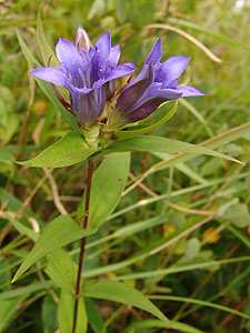 hE@Gentiana scabra var. buergeri